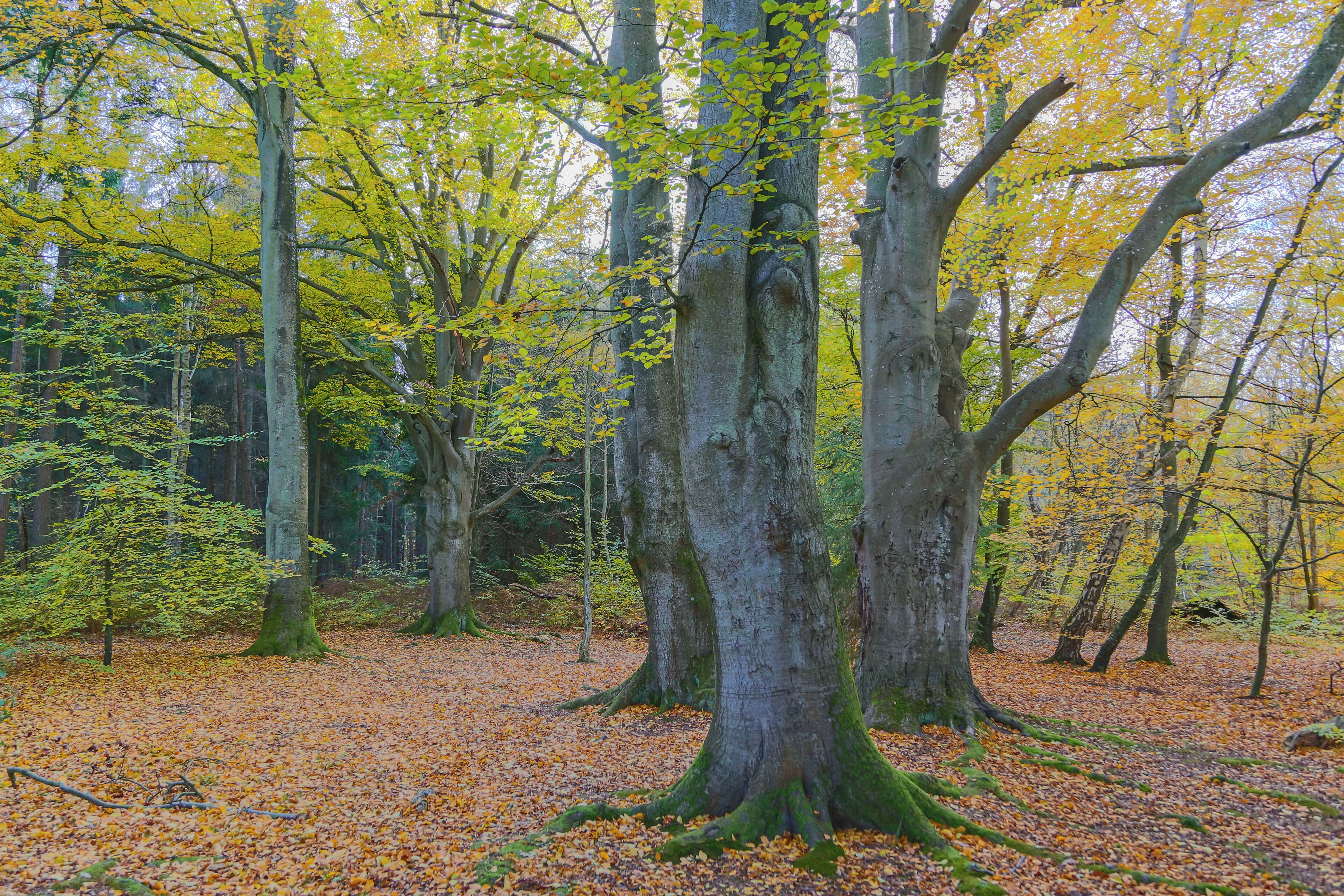 A forest with tall trees and a ground covered in fallen leaves.