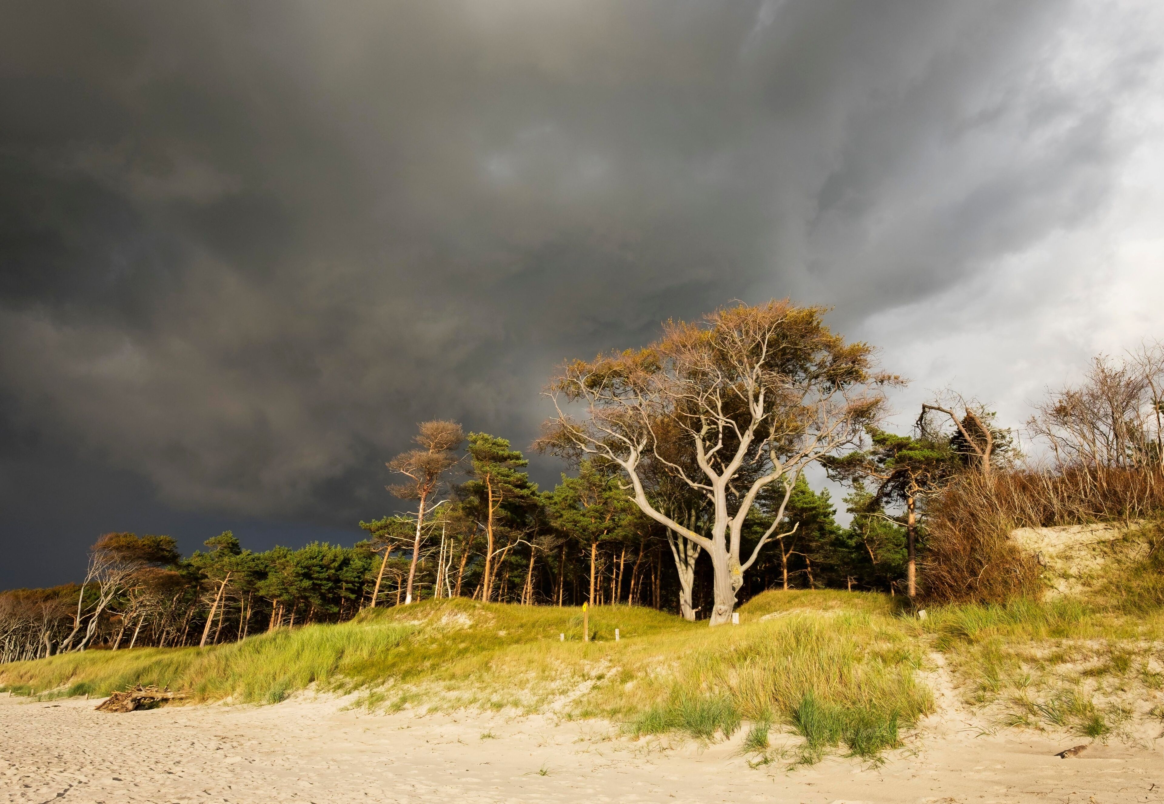 ボルン アム ダルス