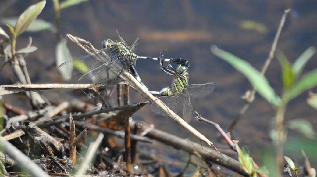 There are some pictures in nature that photographers would love to get. One of them is of dragonflies mating. I got lucky while chasing dragonflies at out local golf club recently. I was just about to leave a particular spot when I saw a pair of slender skimmers in "wheel" mode.