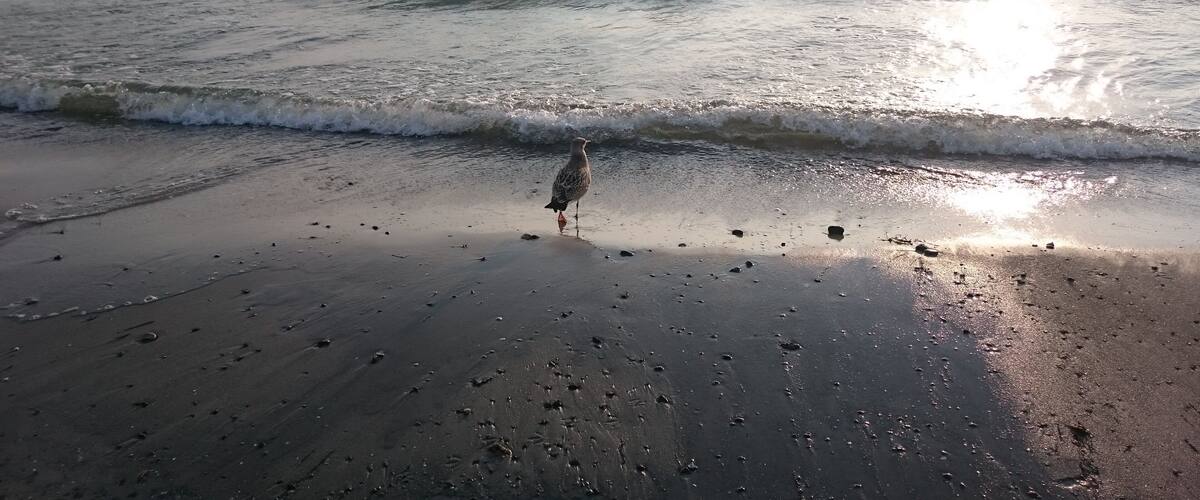 A seagull standing on a wet beach with waves approaching.