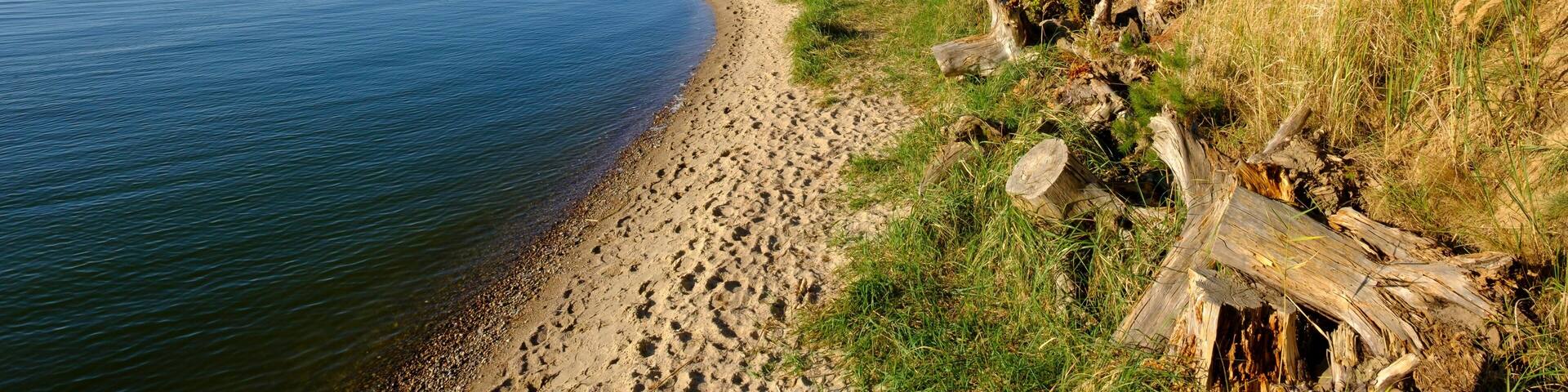 Shore with pine trees, Peenestrom Peninsula Gnitz, Luetow, Usedom, Mecklenburg-Western Pomerania, Germany, Europe