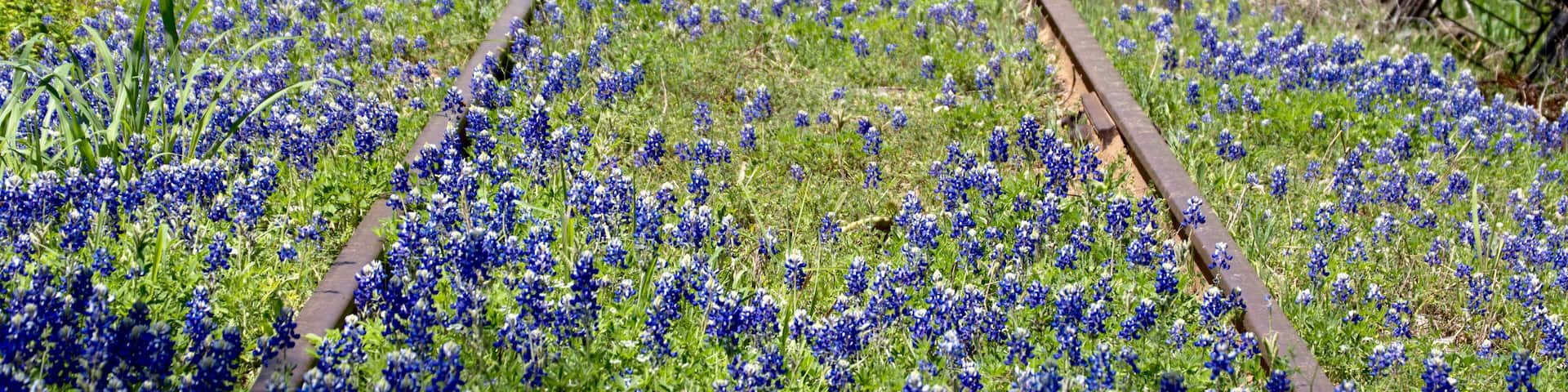 Bluebonnets amongst abandoned railroad tracks in Kingsland, Texas, Shutterstock ID 1058939516, purchase_order: SP-1269 HA 2018 Batch 1, Order: , client: , other:
