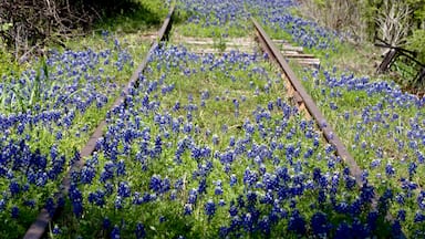 Bluebonnets amongst abandoned railroad tracks in Kingsland, Texas, Shutterstock ID 1058939516, purchase_order: SP-1269 HA 2018 Batch 1, Order: , client: , other: