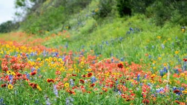 Spring wildflowers in Llano, Texas
