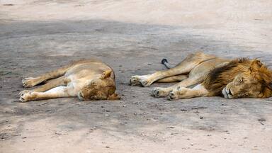 Two lions lying on a dirt ground.