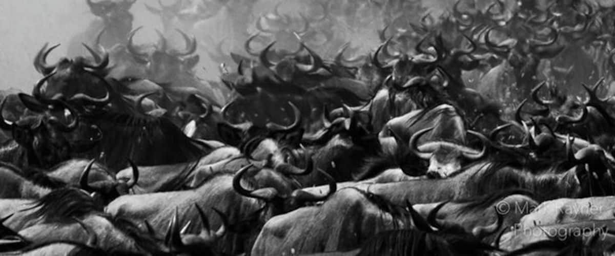 Amazing wildlife abounds in this magical place. Ngorogoro Crater is simply amazing.