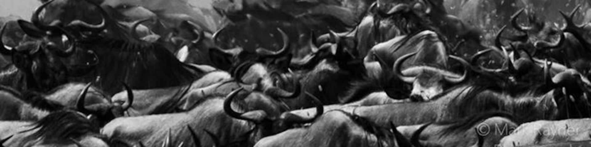 Amazing wildlife abounds in this magical place. Ngorogoro Crater is simply amazing.