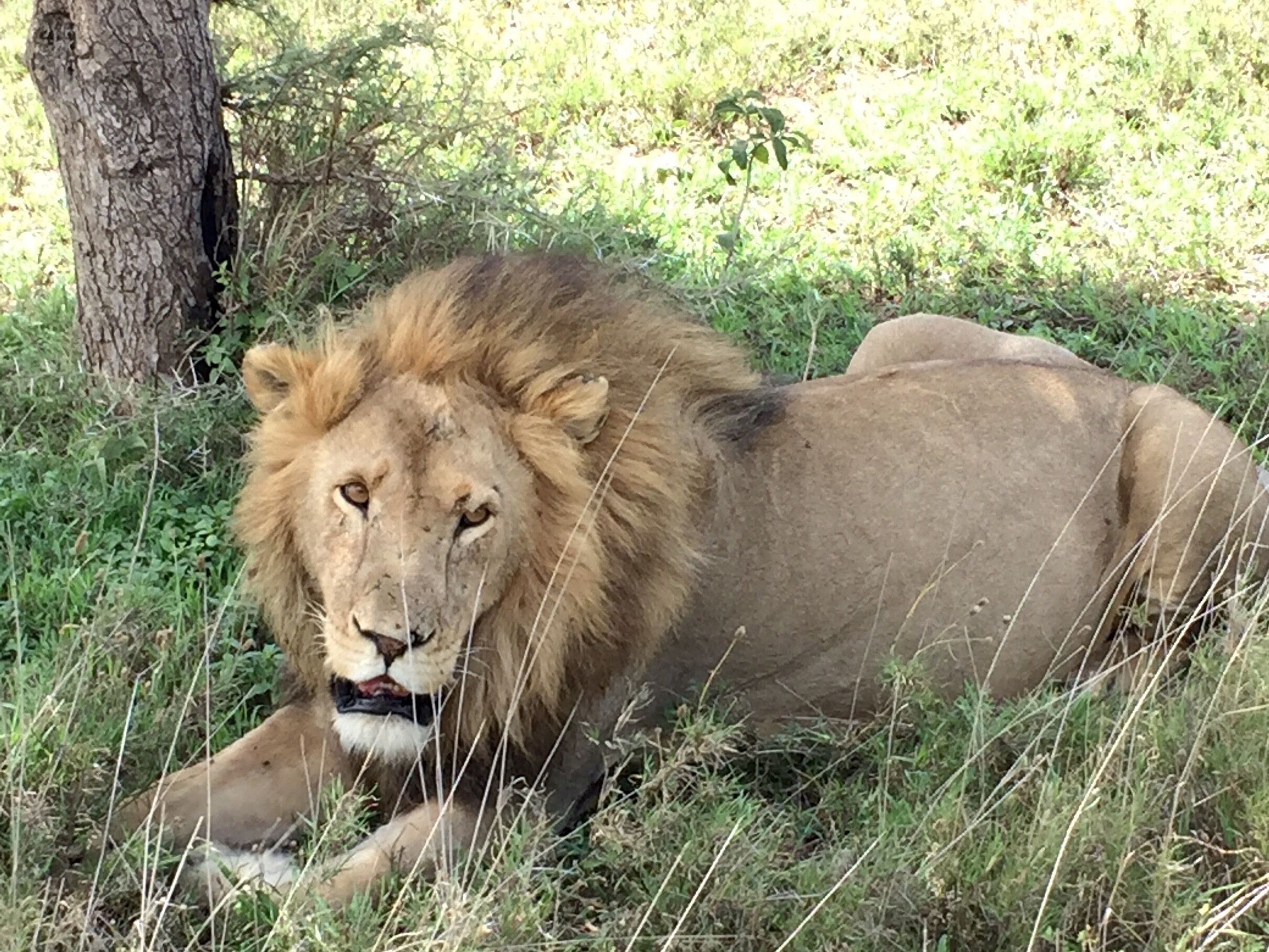 On safari it was hot day and he was just resting by the side of road