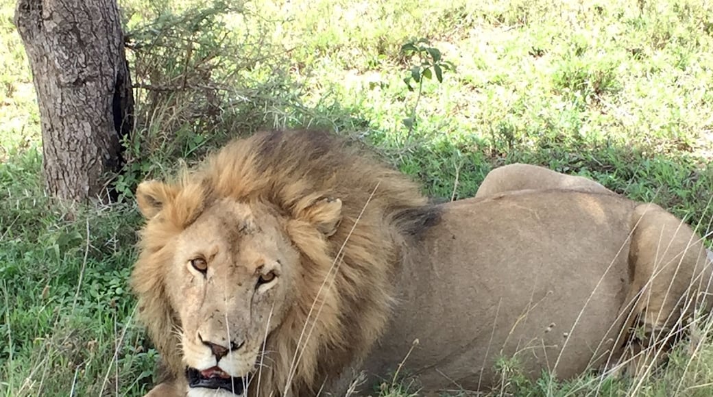 On safari it was hot day and he was just resting by the side of road