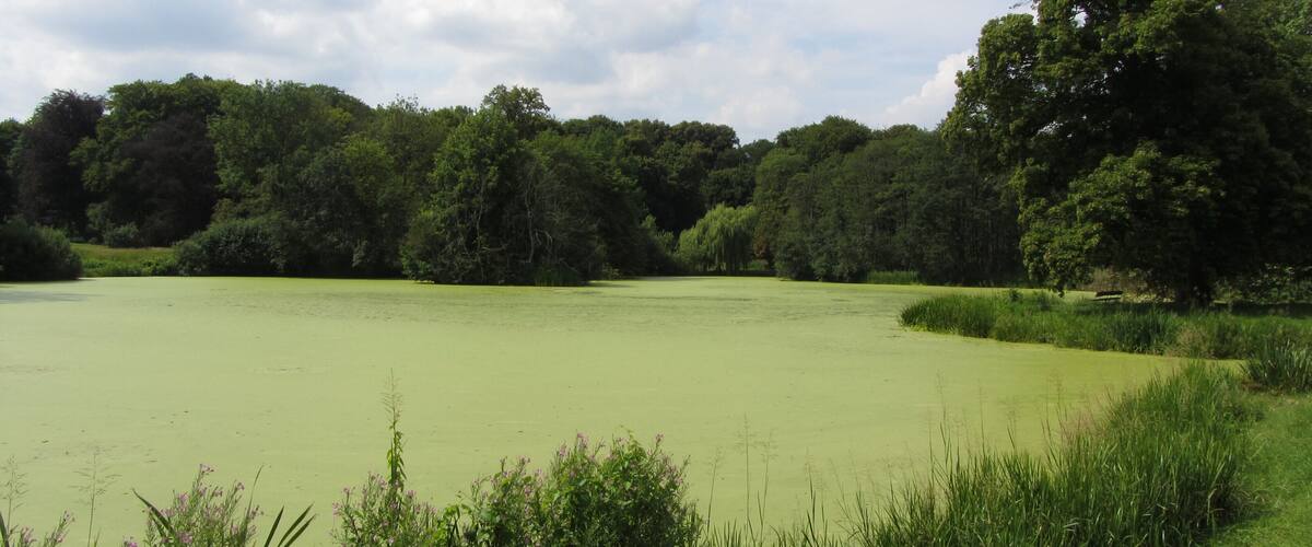 A large green field with dense trees in the background.