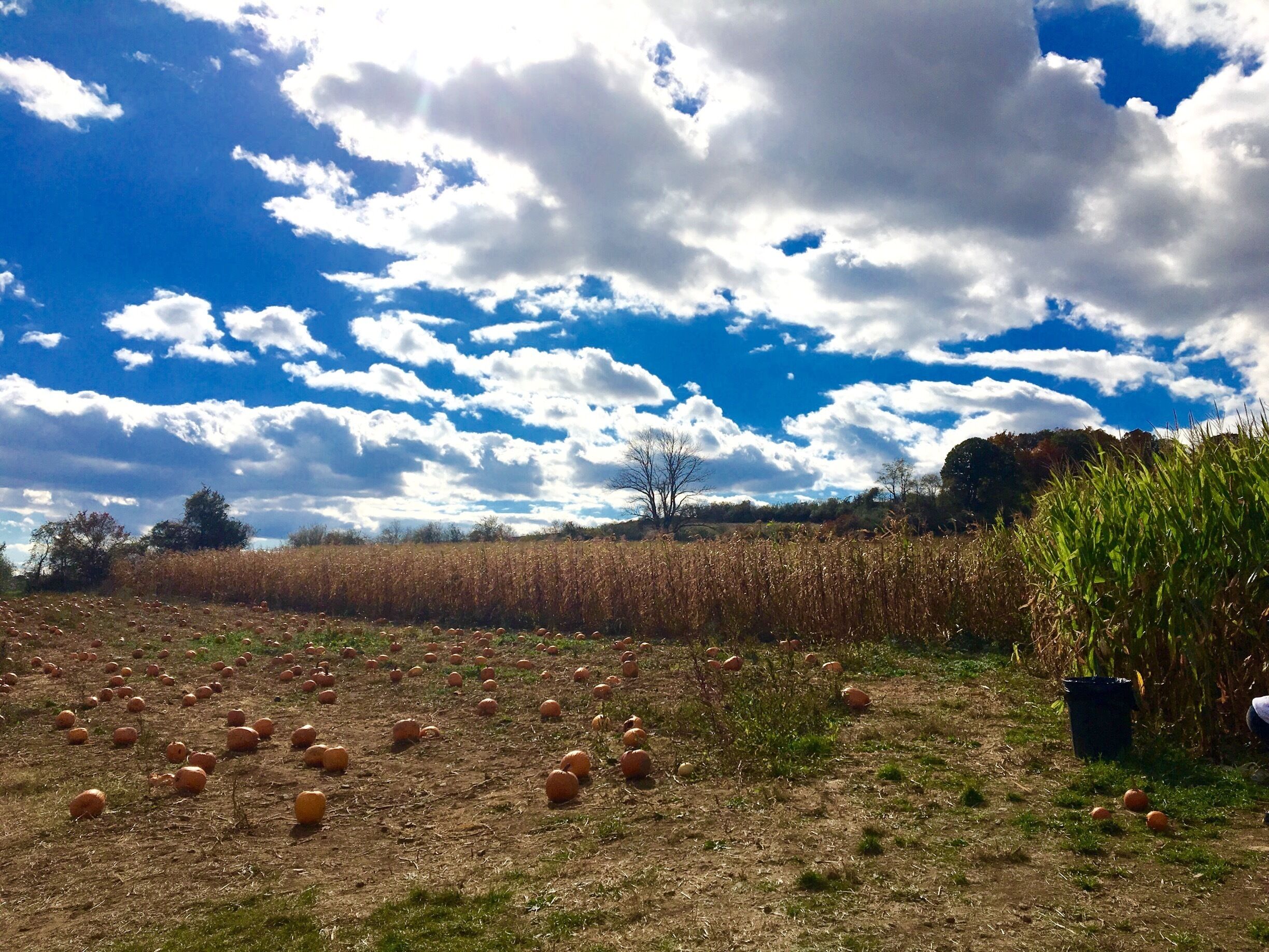 Enjoying a super fall Sunday in the country, picking pumpkins and sipping hot cider.  One of the last unspoiled farms in the area #yepitsjersey. October 2016 