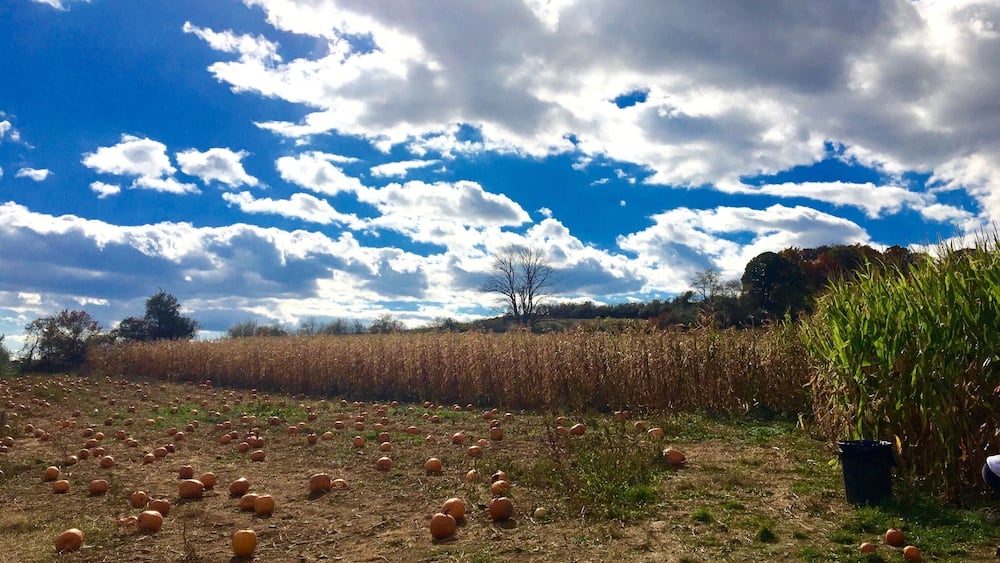 A field with pumpkins and a cornfield under a partly cloudy sky.
