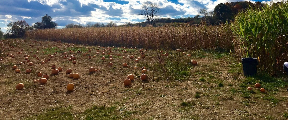 Enjoying a super fall Sunday in the country, picking pumpkins and sipping hot cider. One of the last unspoiled farms in the area #yepitsjersey. October 2016