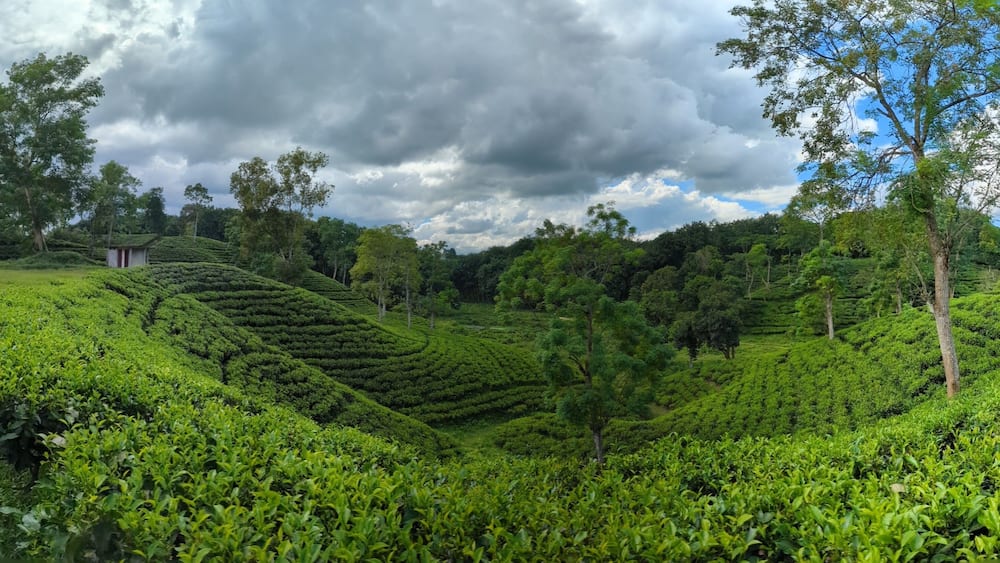 Darjeeling tila Green tea garden terrace at sreemangal, bangladesh
