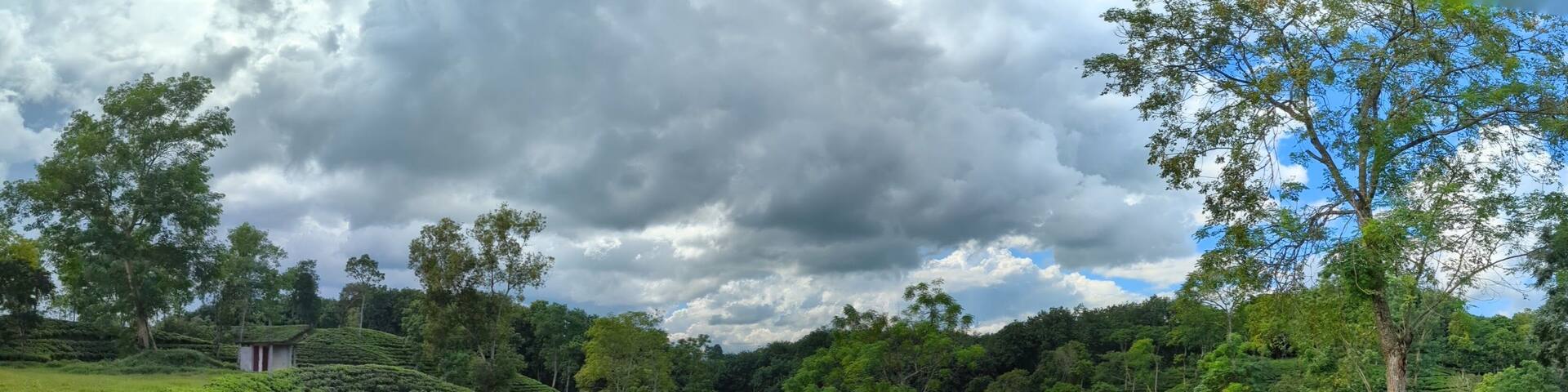 Darjeeling tila Green tea garden terrace at sreemangal, bangladesh