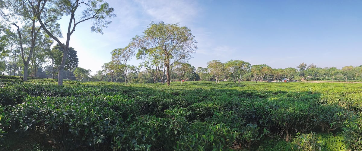 Tea plantations in Sreemangal tea garden, Bangladesh. Beautiful tea plantations landscape beauty.