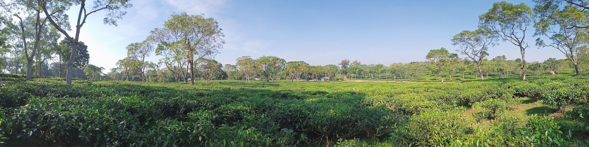 Tea plantations in Sreemangal tea garden, Bangladesh. Beautiful tea plantations landscape beauty.