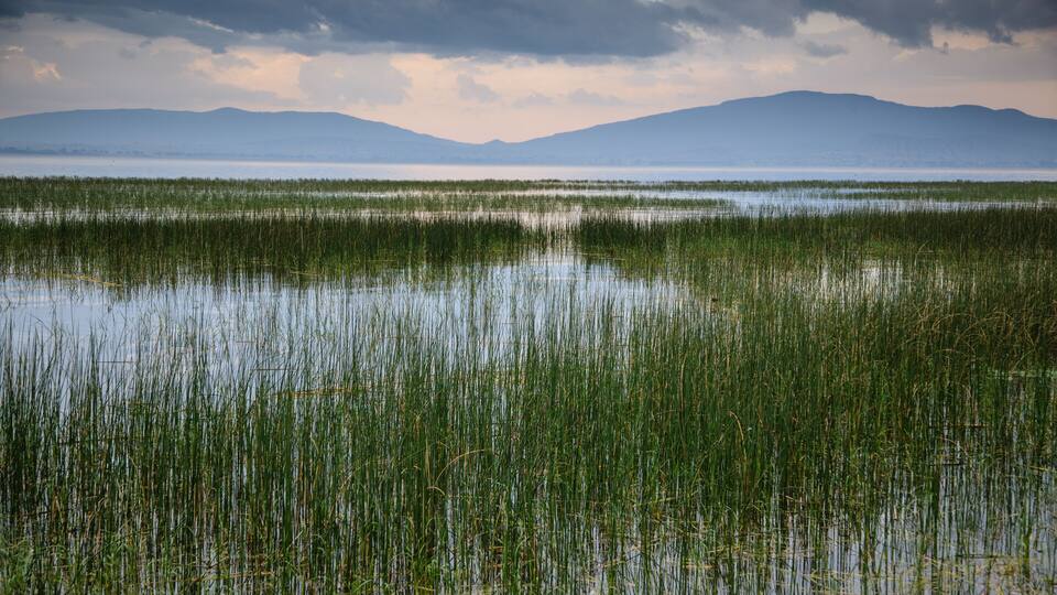 A marshland with tall grasses and a distant mountain range under a cloudy sky.