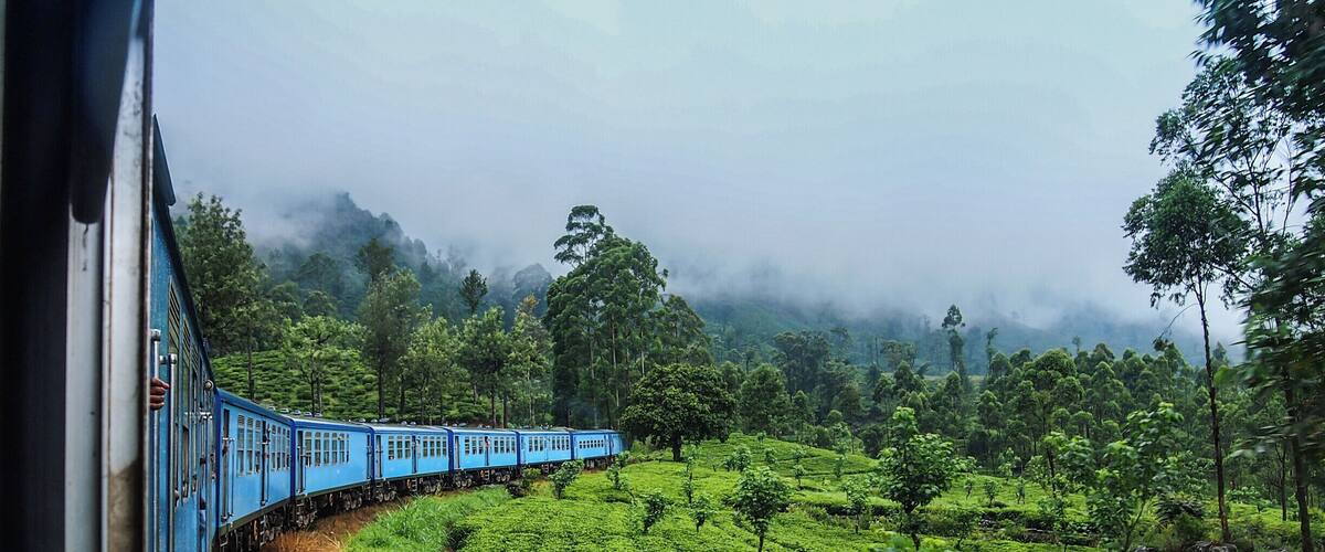 A blue train traveling through a lush green tea plantation.