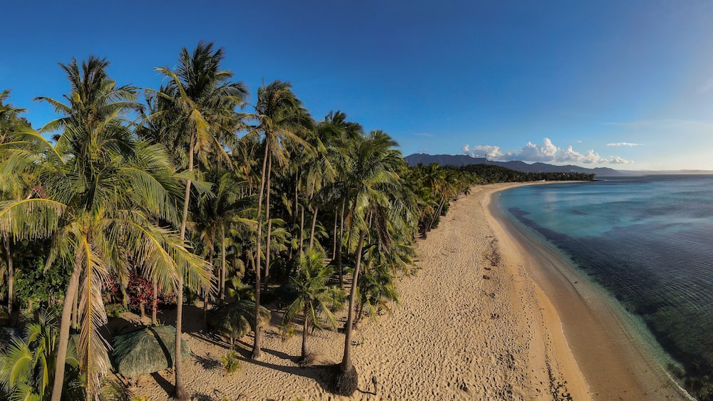 aerial drone picture of pristine palm fringed beach