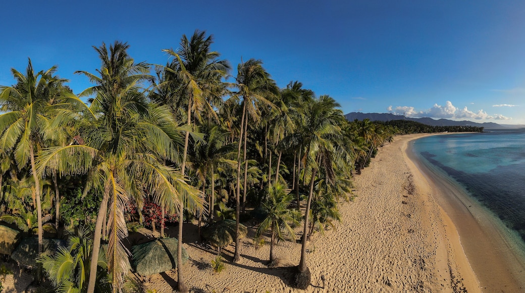 aerial drone picture of pristine palm fringed beach