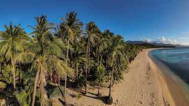 aerial drone picture of pristine palm fringed beach