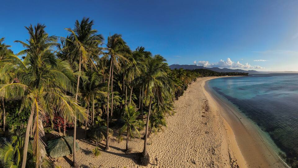 A beach with palm trees and clear blue water.