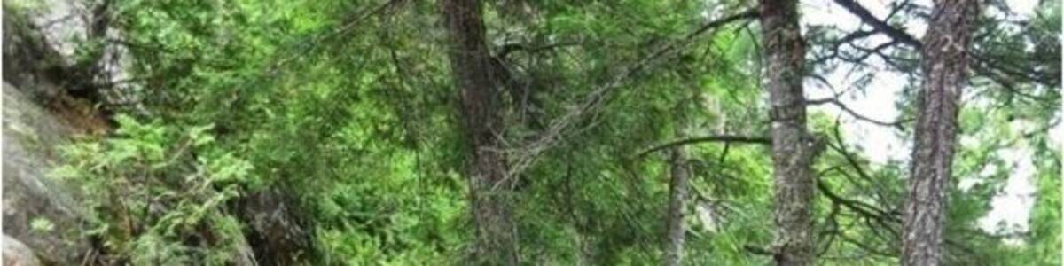 Hiking path up Harmony River. Extremely narrow in places and quite rugged. Also a loooong way down if your not paying attention.