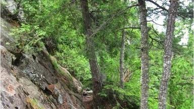Uma trilha arborizada com terreno rochoso e folhagem verde densa.