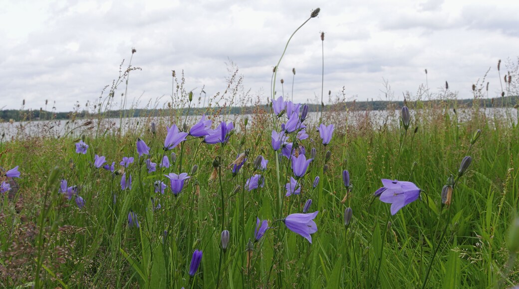Bluebell - Campanula rotundifolia. Taken by the Westensee, Westensee, Schleswig-Holstein, Germany.