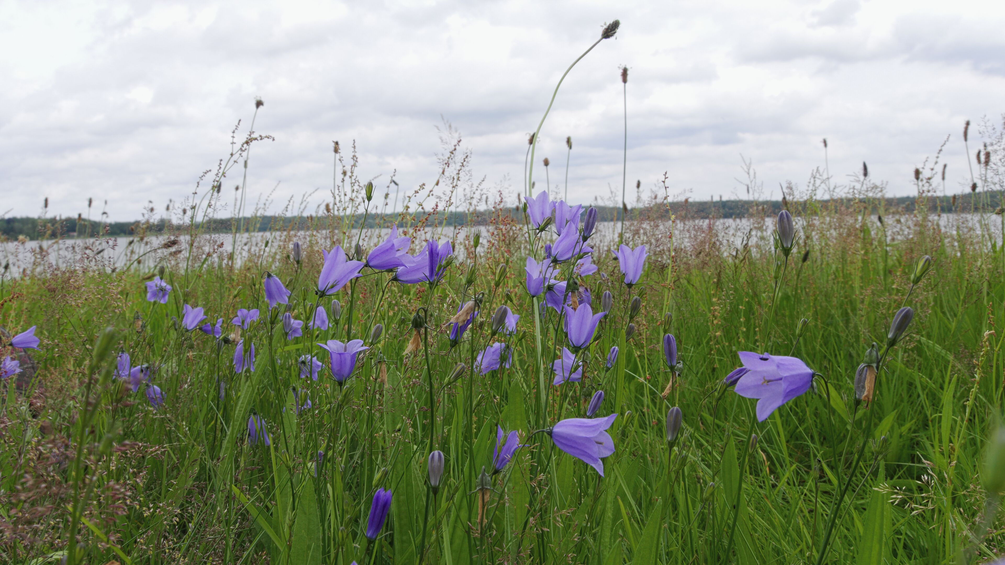 A field of purple flowers by a lake.