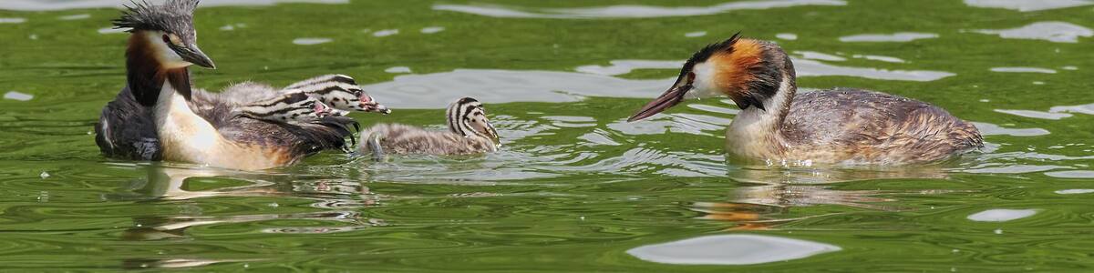 Great crested grebe - Podiceps cristatus, couple with chicks. Taken by the Bossee in Felde, Schleswig-Holstein, Germany.