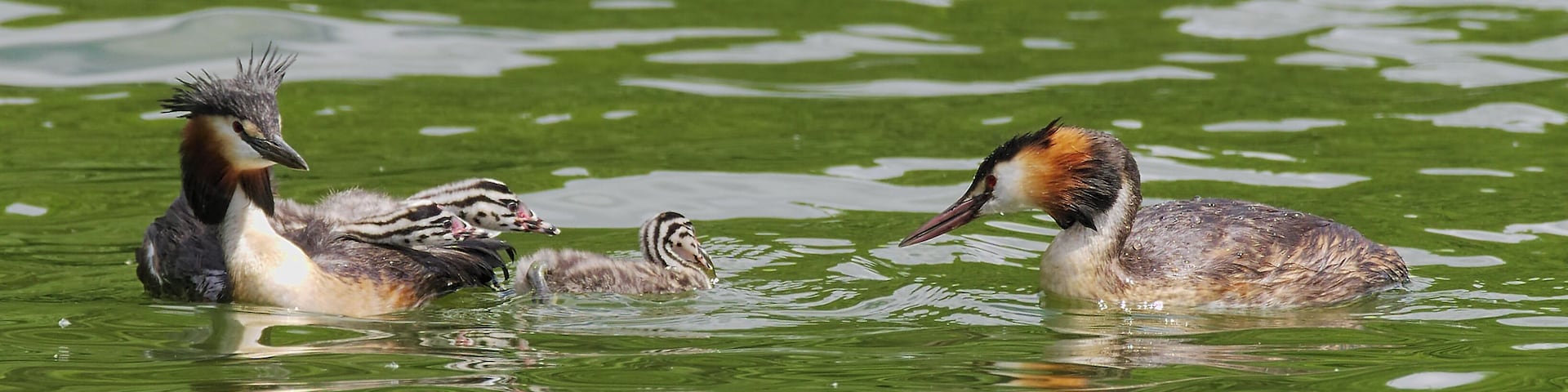 Great crested grebe - Podiceps cristatus, couple with chicks. Taken by the Bossee in Felde, Schleswig-Holstein, Germany.