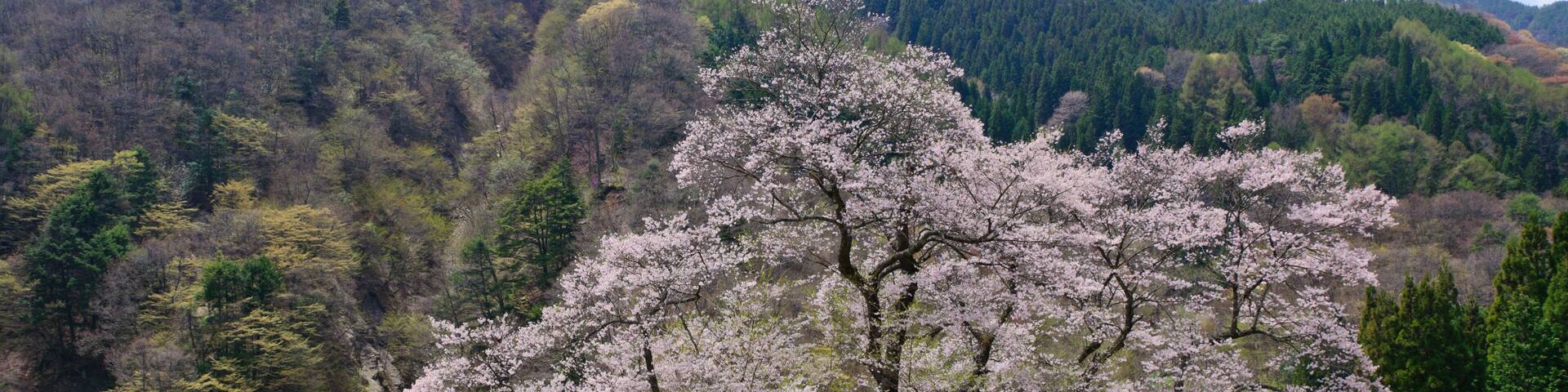 Komatsunagi no Sakura - Achi, Nagano, Japan