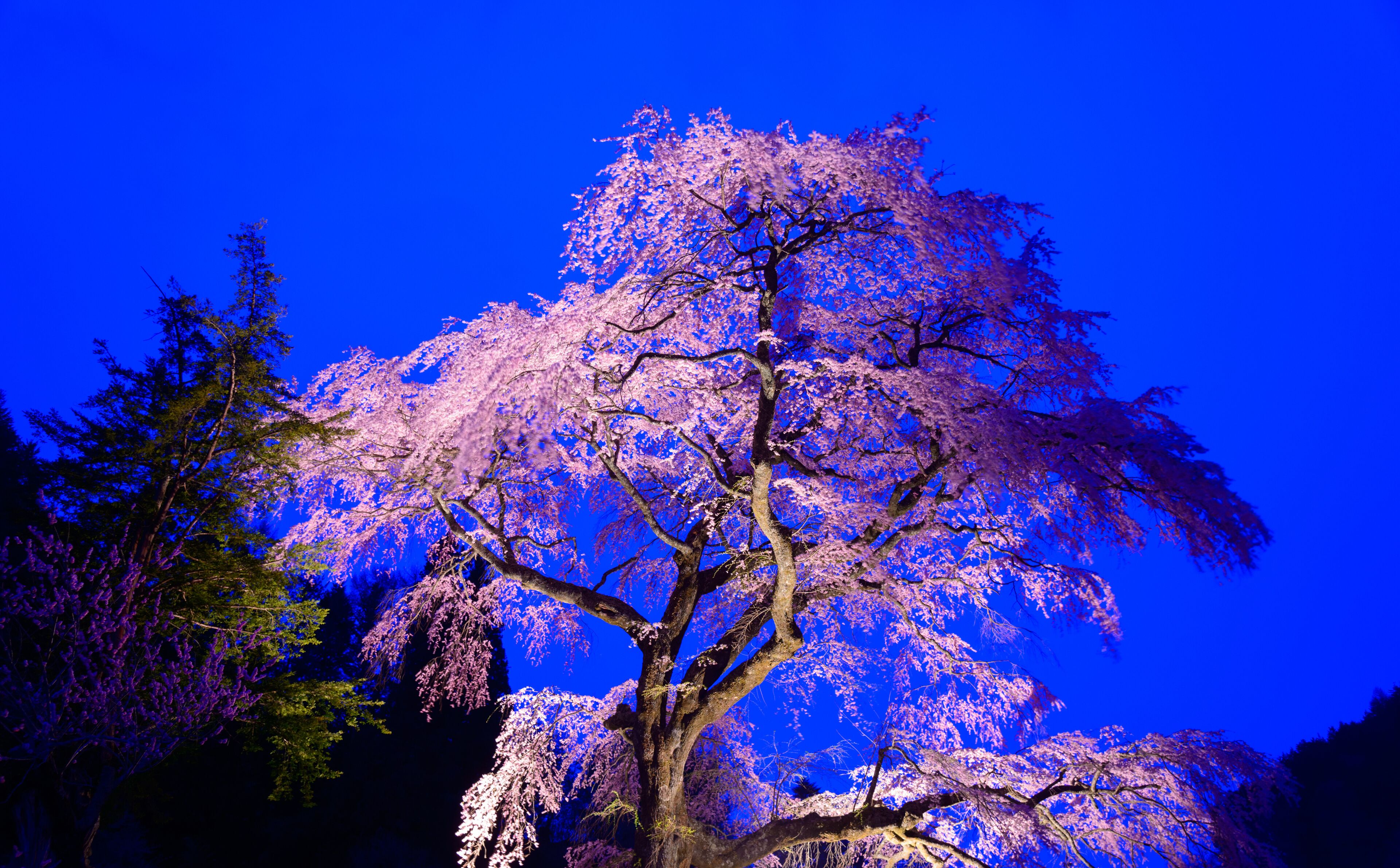 Kurofunezakura at dusk in Achi, Nagano, Japan