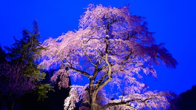 Kurofunezakura at dusk in Achi, Nagano, Japan