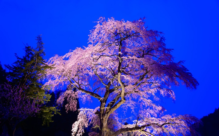 Kurofunezakura at dusk in Achi, Nagano, Japan