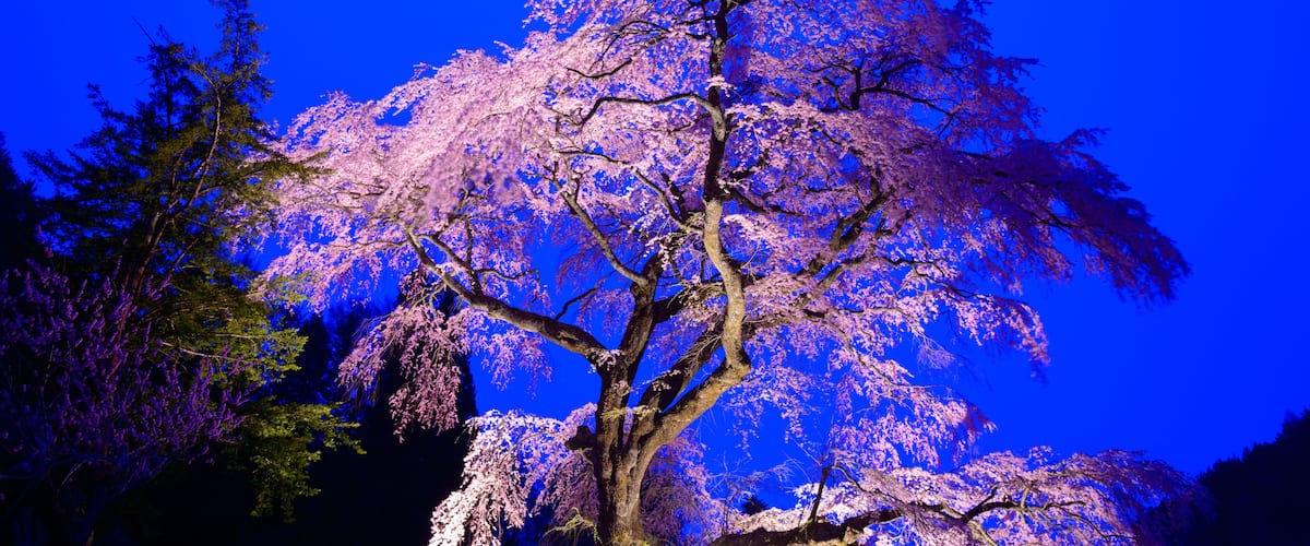 A cherry blossom tree against a blue sky.