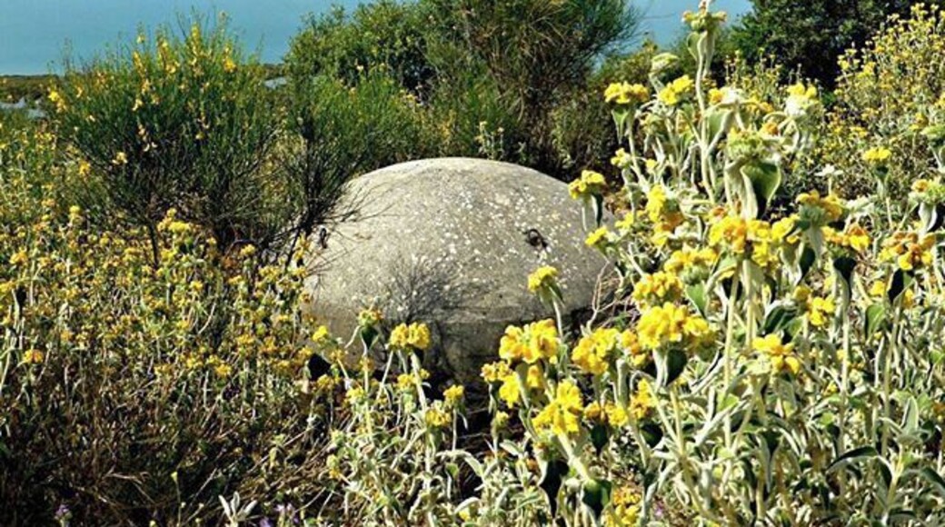 One of the over 700,000 bunkers built in Albania during the forty year leadership of Enver Hoxha.
This particular one is on the Vivari Channel close to Butrint National Park and is almost hidden now amongst the shrubs and pretty yellow wildflowers.