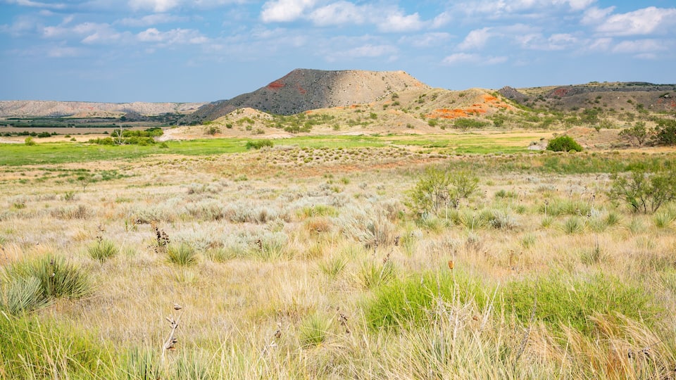 A grassy field with sparse vegetation and a large hill in the background.