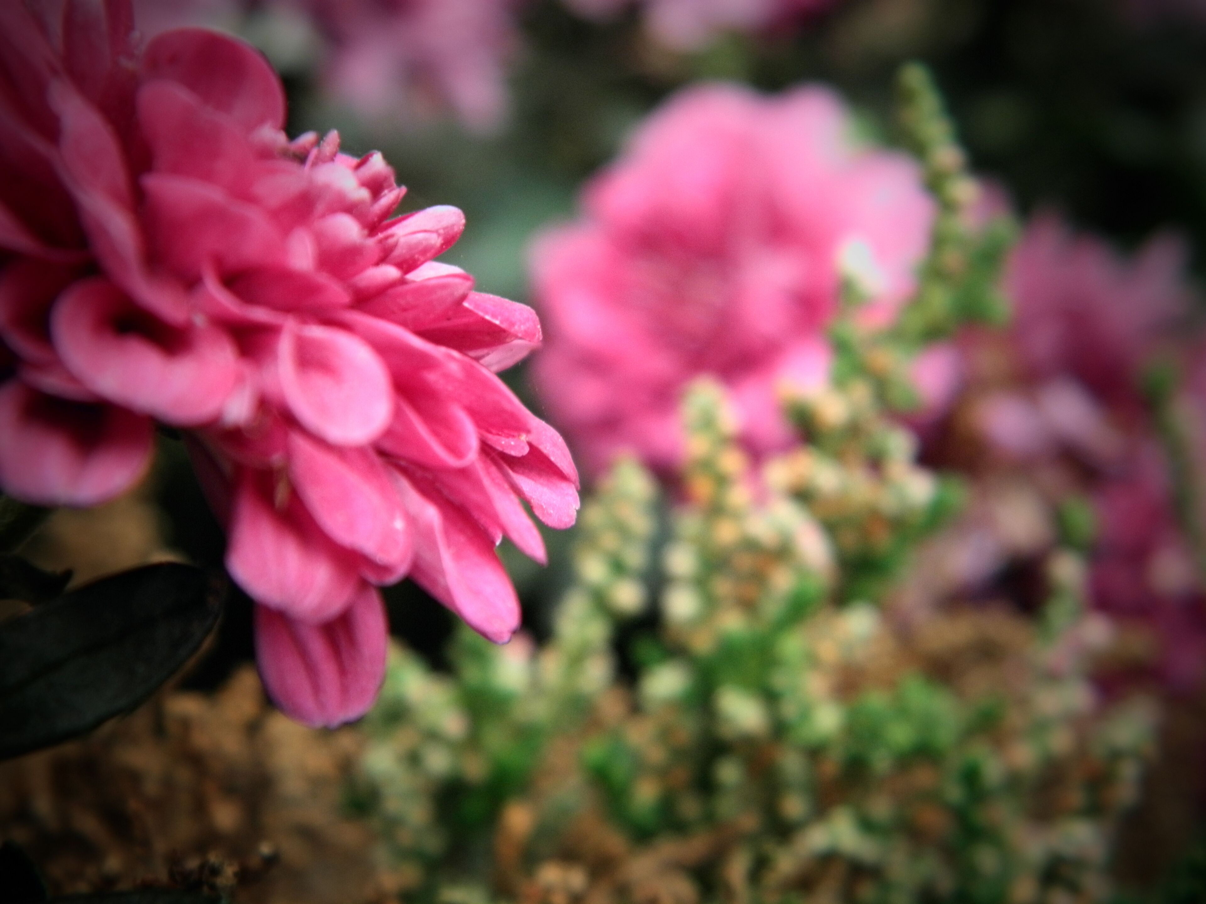 A close-up of pink flowers with a blurred background.