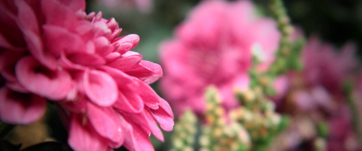 A close-up of pink flowers with a blurred background.