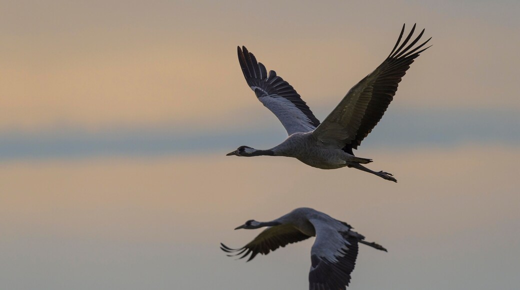 Common or European cranes (Grus grus) in flight, Gross Mohrdorf, migratory stopover site, Mecklenburg-Western Pomerania, Germany, Europe