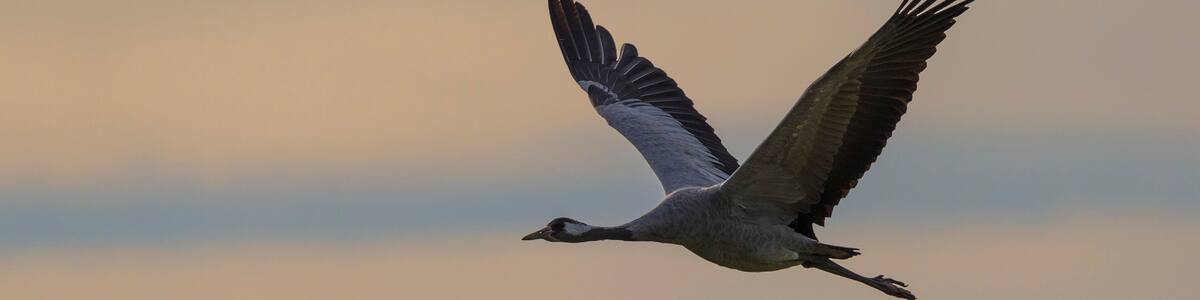 Common or European cranes (Grus grus) in flight, Gross Mohrdorf, migratory stopover site, Mecklenburg-Western Pomerania, Germany, Europe