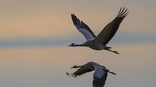 グロース モールドルフ