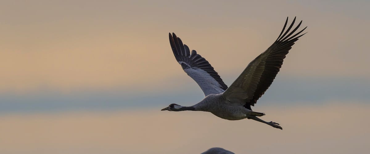 Two birds flying against a sunset sky.