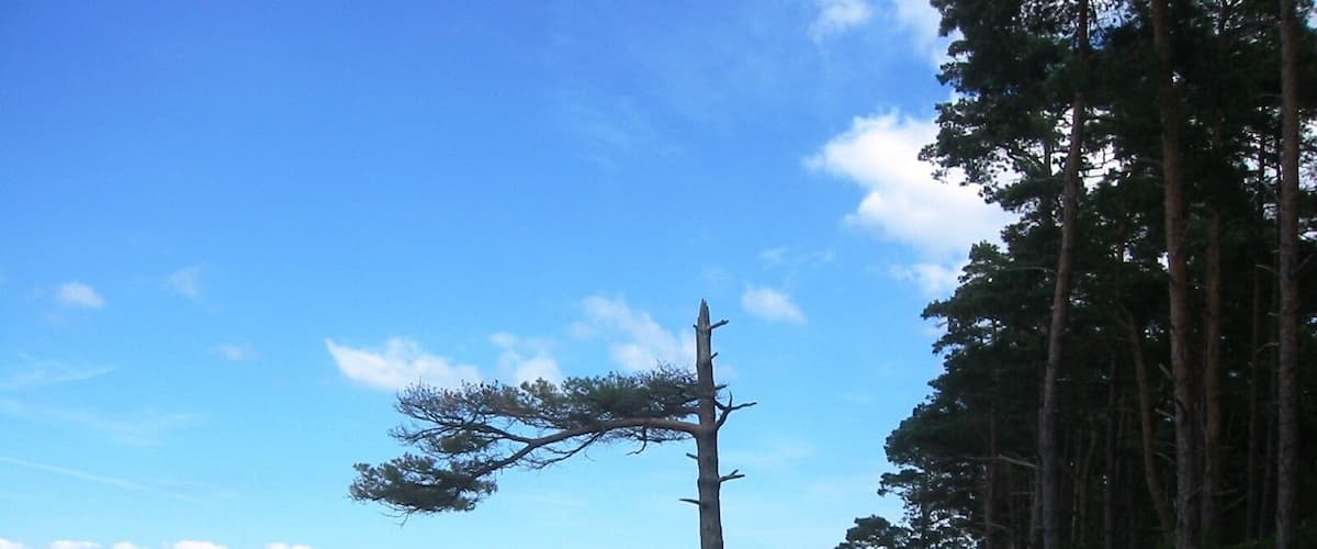 Küste im Naturschutzgebiet Lanken, Vorpommern-Greifswald (Mecklenburg-Vorpommern)