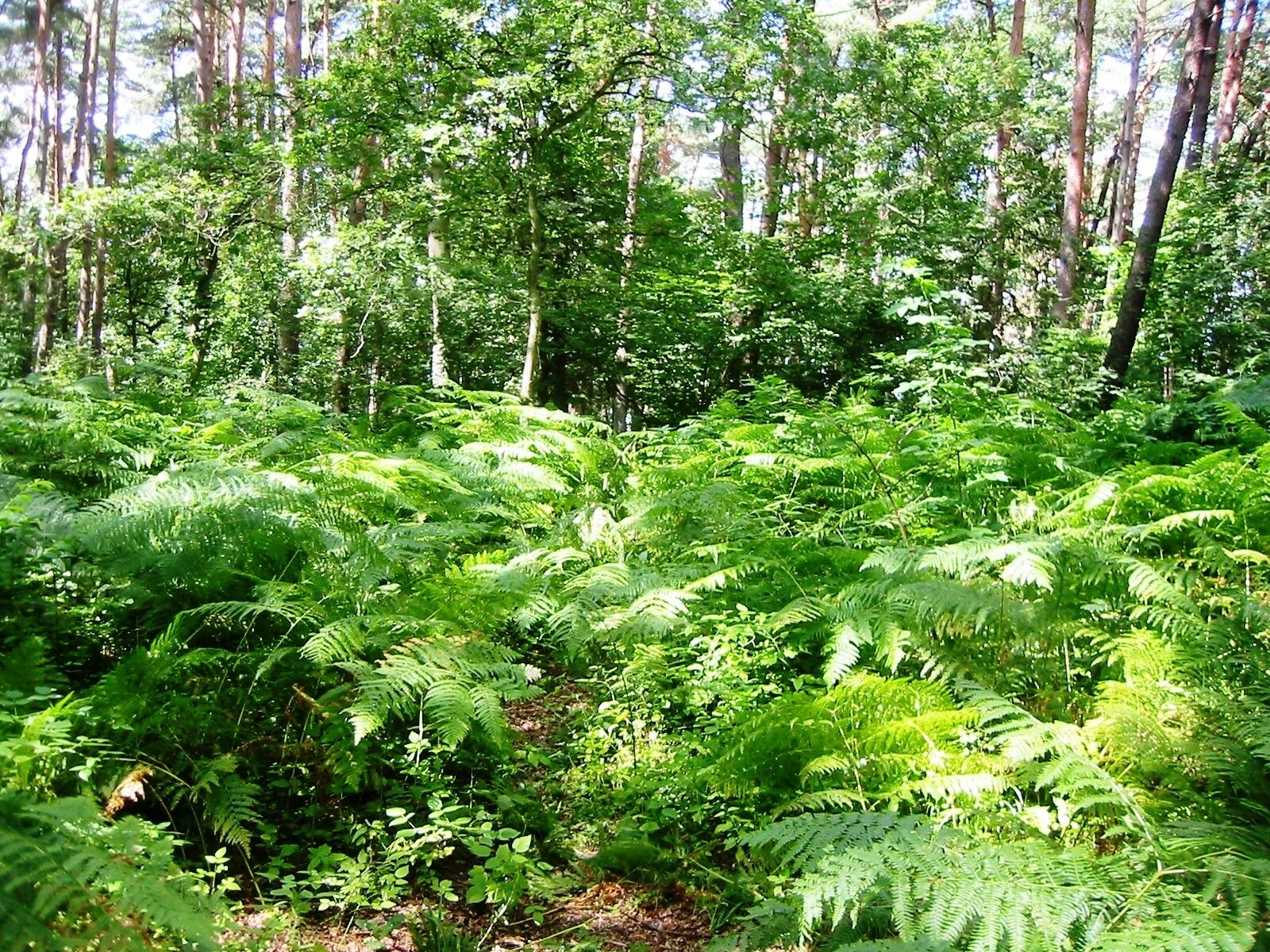 Im Naturschutzgebiet befindet sich ein Lehrpfad "Drachenreich Lanken". Mit Hilfe von Bild- und Objektinstallationen sollen insbesondere Kinder dazu animiert werden, Naturphänomene zu erkennen und zu beschreiben.
