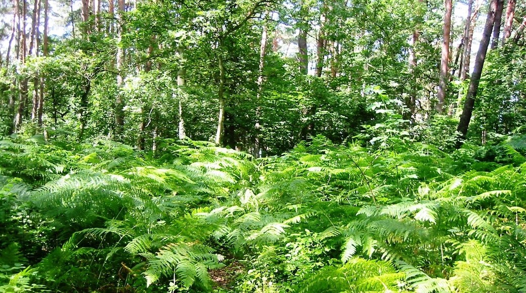 Im Naturschutzgebiet befindet sich ein Lehrpfad "Drachenreich Lanken". Mit Hilfe von Bild- und Objektinstallationen sollen insbesondere Kinder dazu animiert werden, Naturphänomene zu erkennen und zu beschreiben.