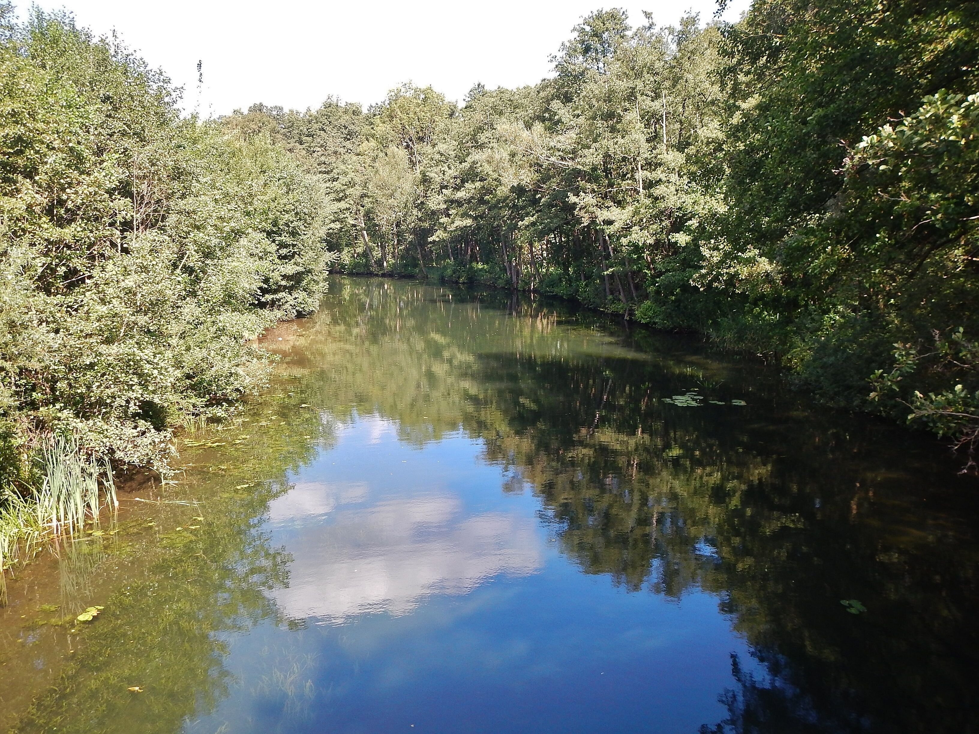 A calm river surrounded by dense forest.